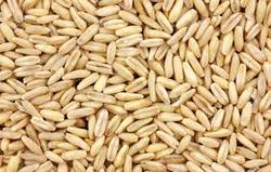 Grain - Oat Groats, Hulled